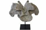 Massive, Apatosaurus Cervical Vertebra On Stand - Colorado #109178-1